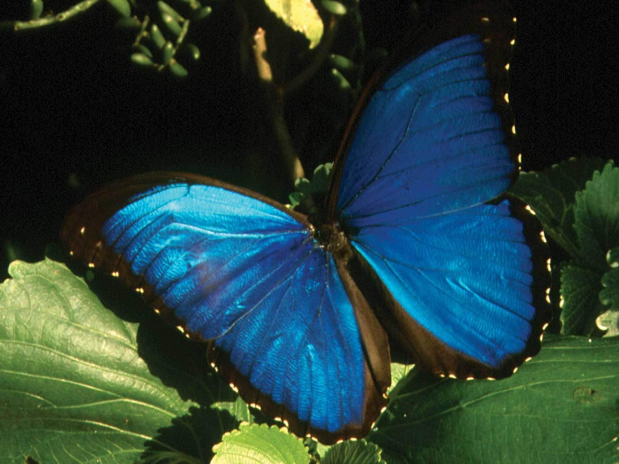 Inkaterra Reserva Amazonica Puerto Maldonado Eksteriør bilde